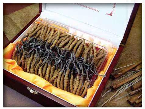 朔城冬虫夏草回收